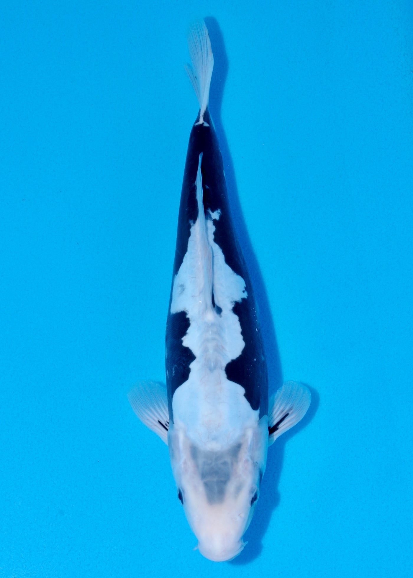 36cm Kumonryu (Byer Koi Farm) REF - SEP059