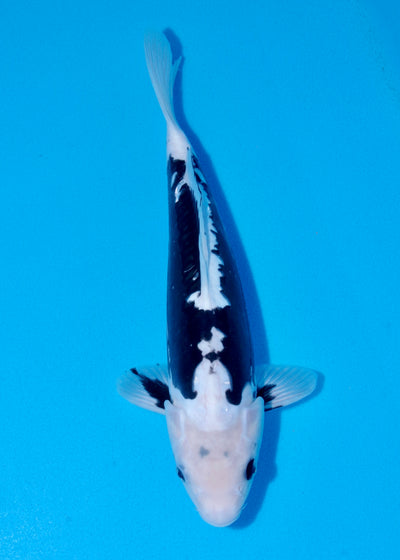 36cm Kumonryu (Byer Koi Farm) REF - SEP060