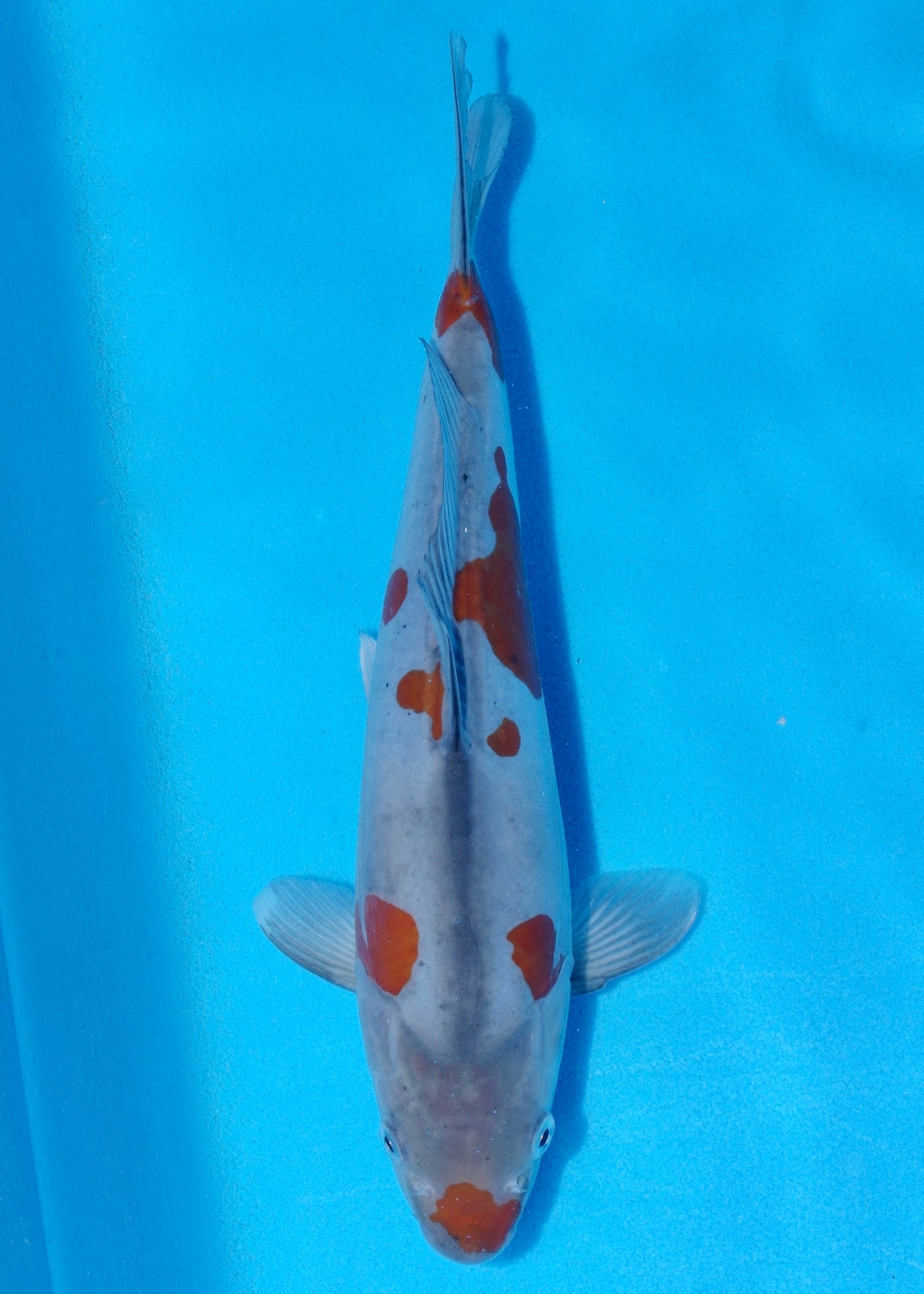 32cm Doitsu Ochiba (Byer Koi Farm) REF - SEP061