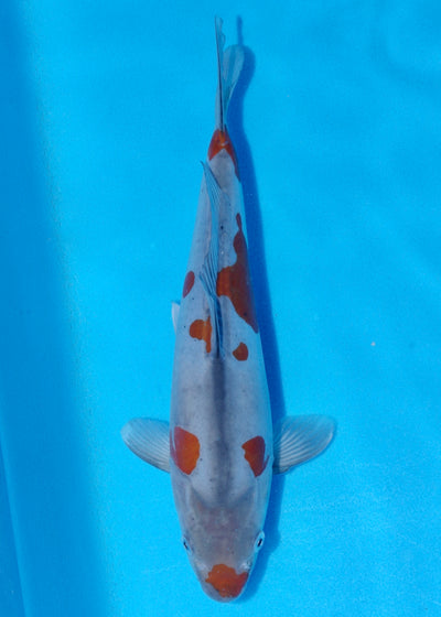 32cm Doitsu Ochiba (Byer Koi Farm) REF - SEP061