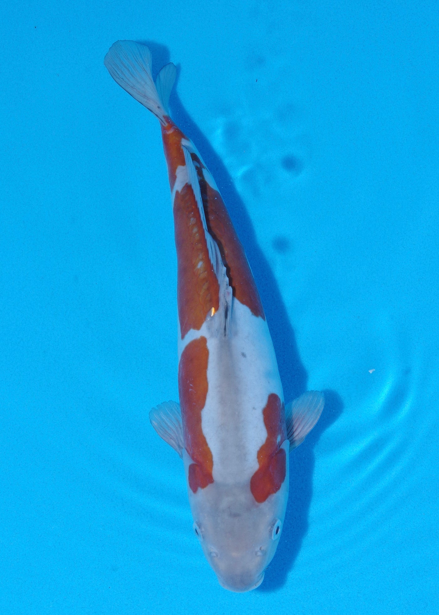 33cm Doitsu Ochiba (Byer Koi Farm) REF - SEP062