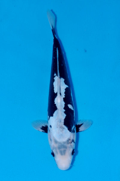 36cm Kumonryu (Byer Koi Farm) REF - SEP063