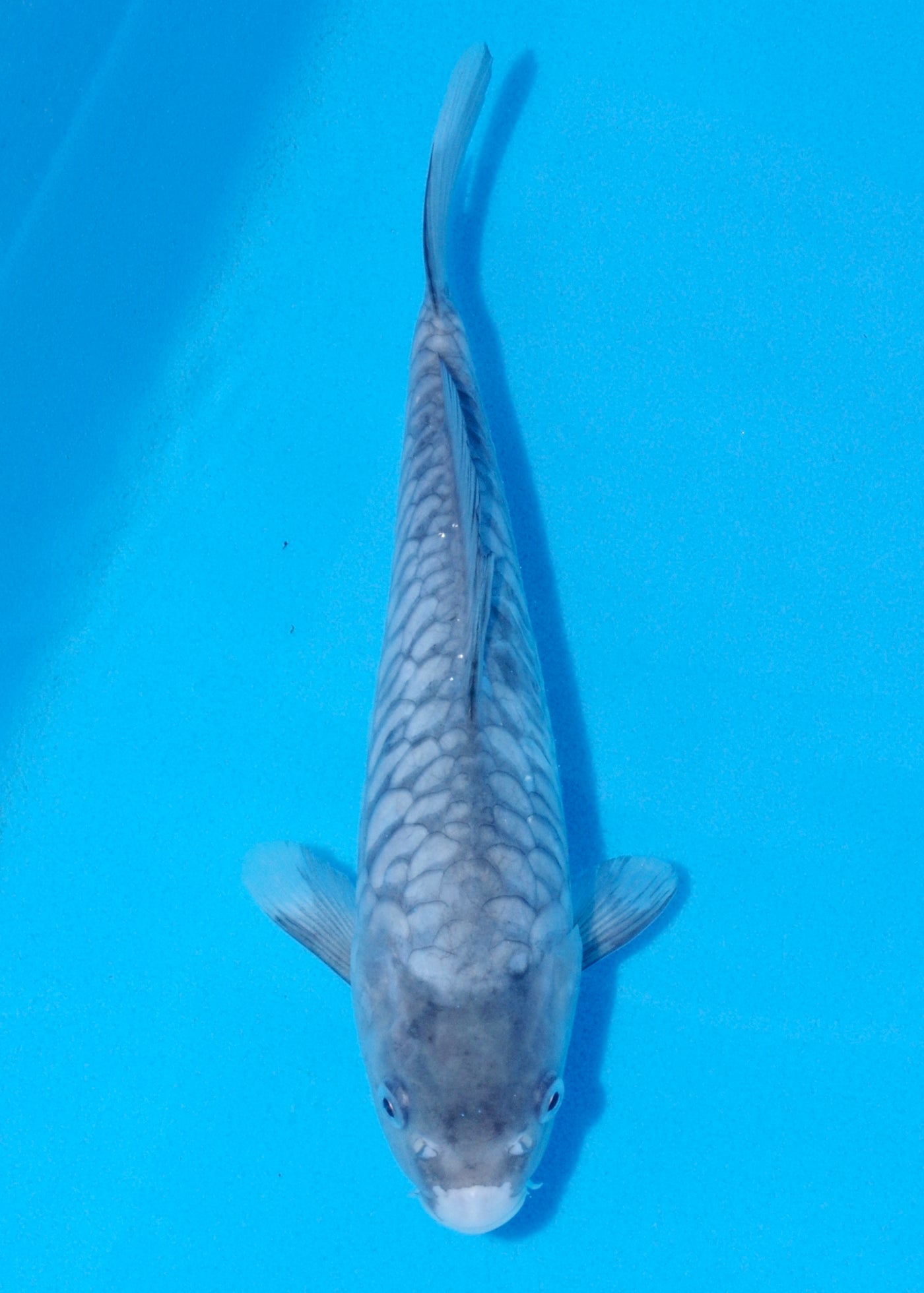 29cm Aragoke Soragoi (Byer Koi Farm) REF - SEP016