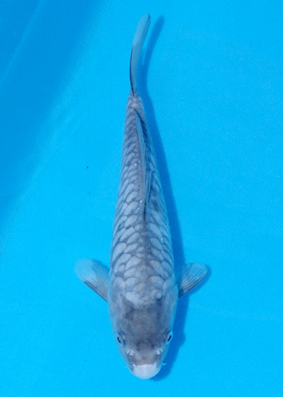 29cm Aragoke Soragoi (Byer Koi Farm) REF - SEP016