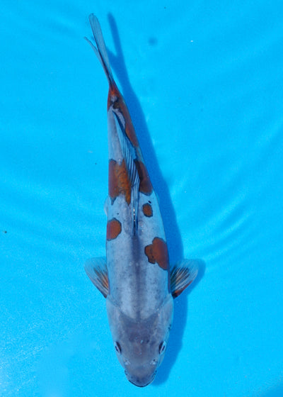 31cm Doitsu Ochiba (Byer Koi Farm) REF - SEP017