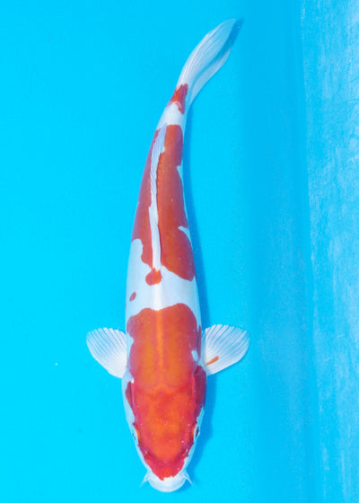 33cm Kikisui (Byer Koi Farm) REF - SEP018