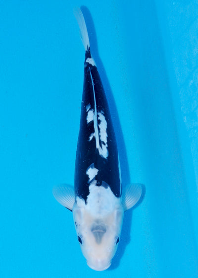 33cm Kumonryu (Byer Koi Farm) REF - SEP019