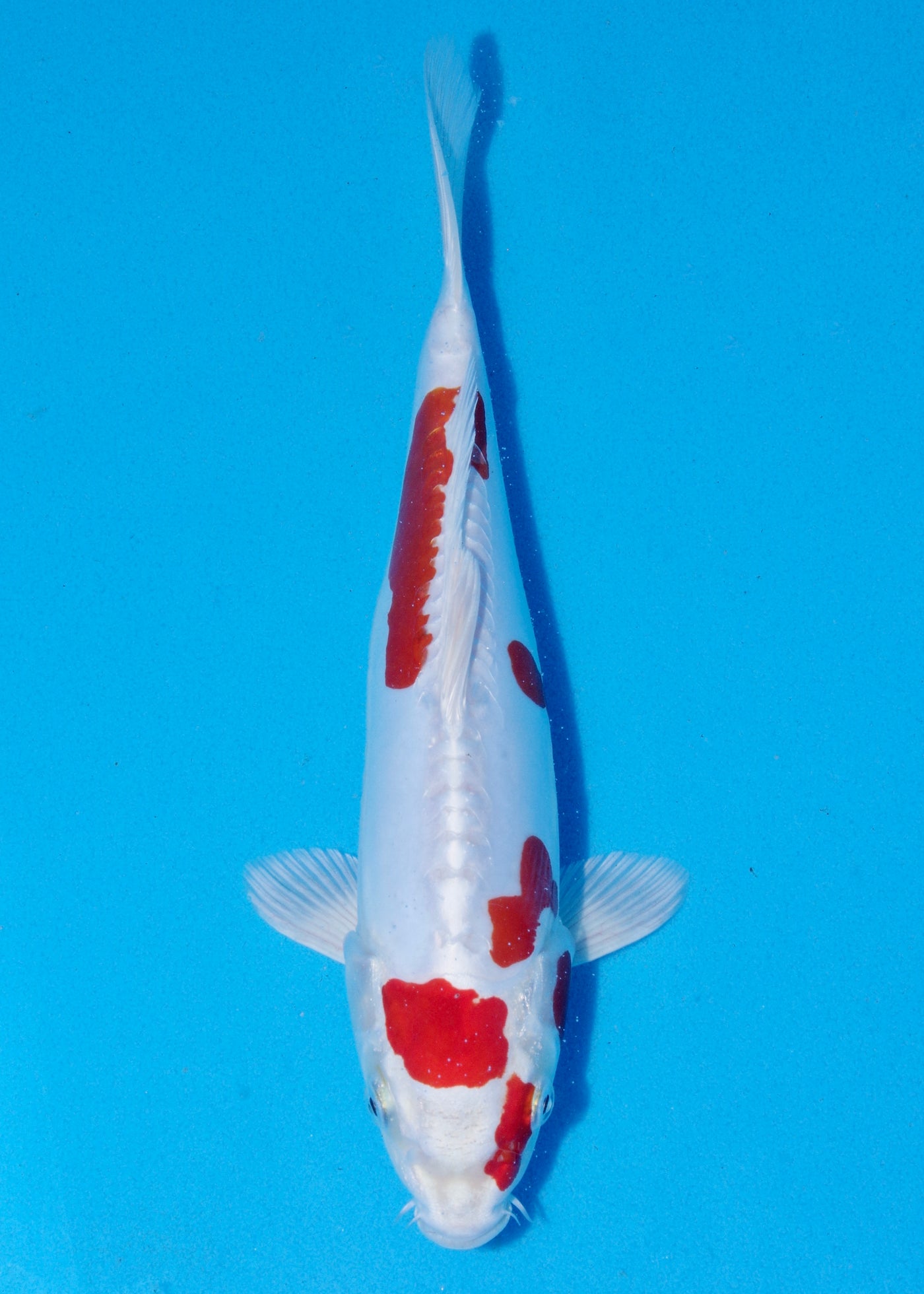 31cm kikisui (Byer Koi Farm) REF - SEP020