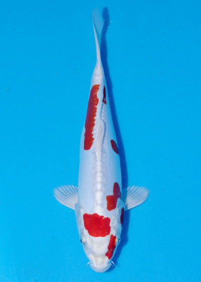31cm kikisui (Byer Koi Farm) REF - SEP020