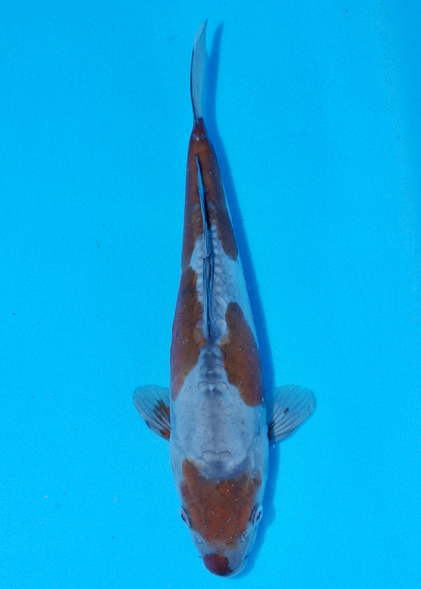 32cm Doitsu Ochiba (Byer Koi Farm) REF - SEP021