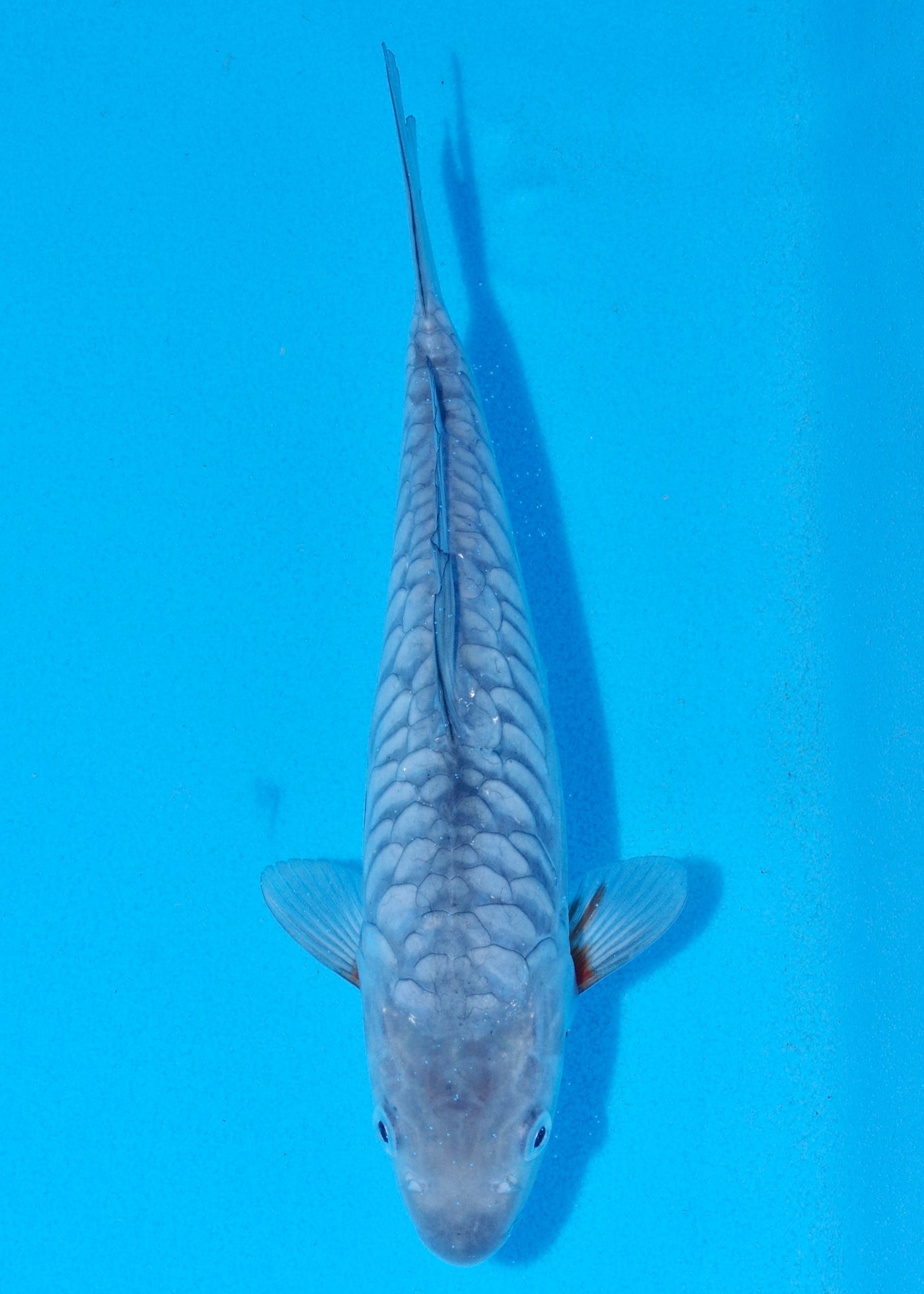 27cm Aragoke Soragoi (Byer Koi Farm) REF - SEP022