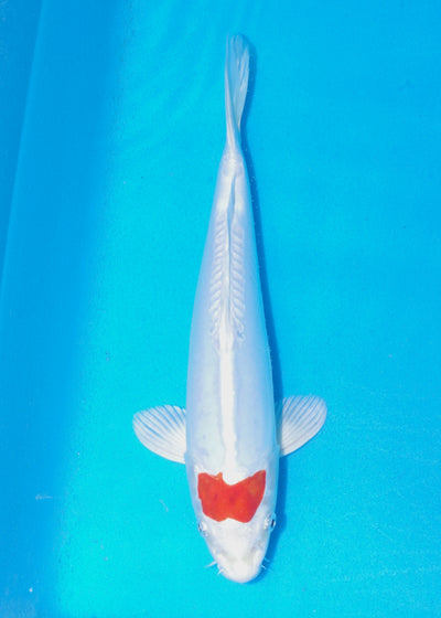 29cm Tancho Kikisui (Byer Koi Farm) REF - SEP023