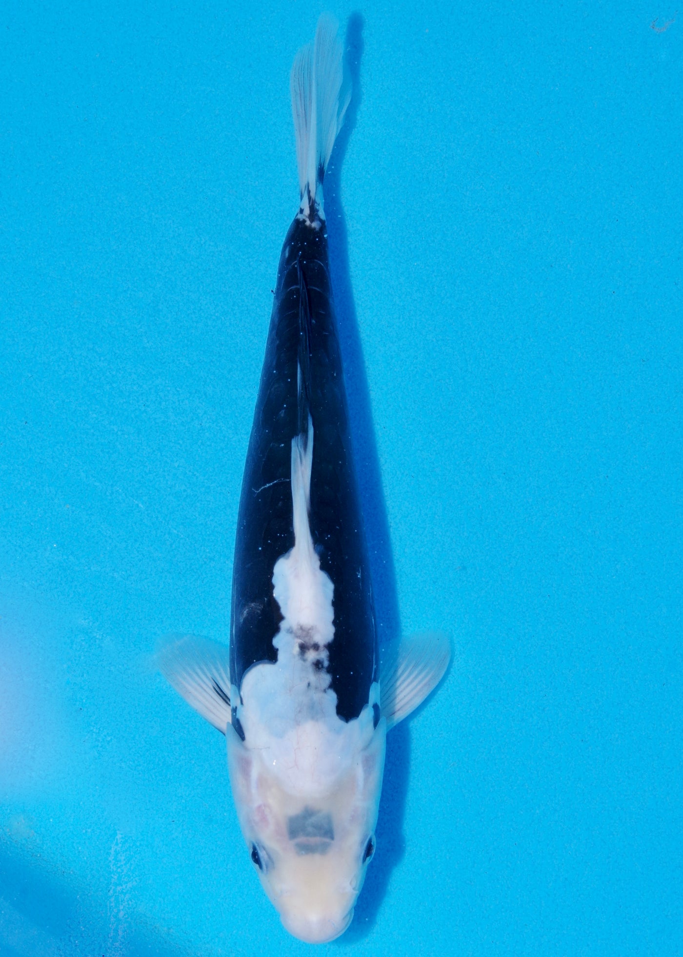 29cm Kumonryu (Byer Koi Farm) REF - SEP024