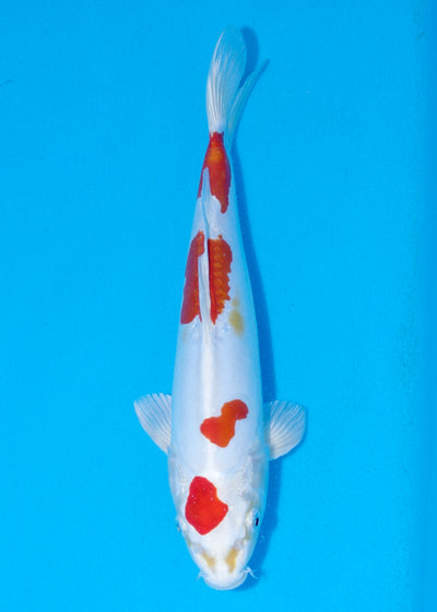 33cm Kikisui (Byer Koi Farm) REF - SEP025