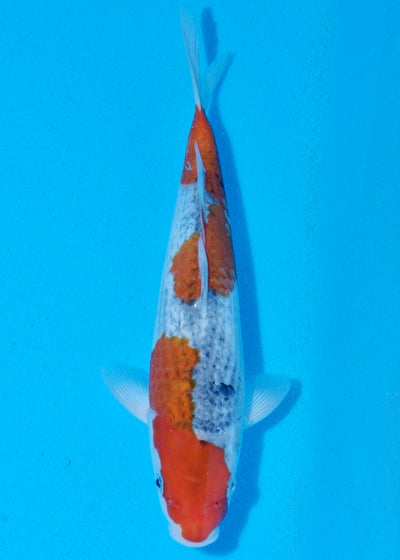 28cm Goshiki (Byer Koi Farm) REF - SEP026