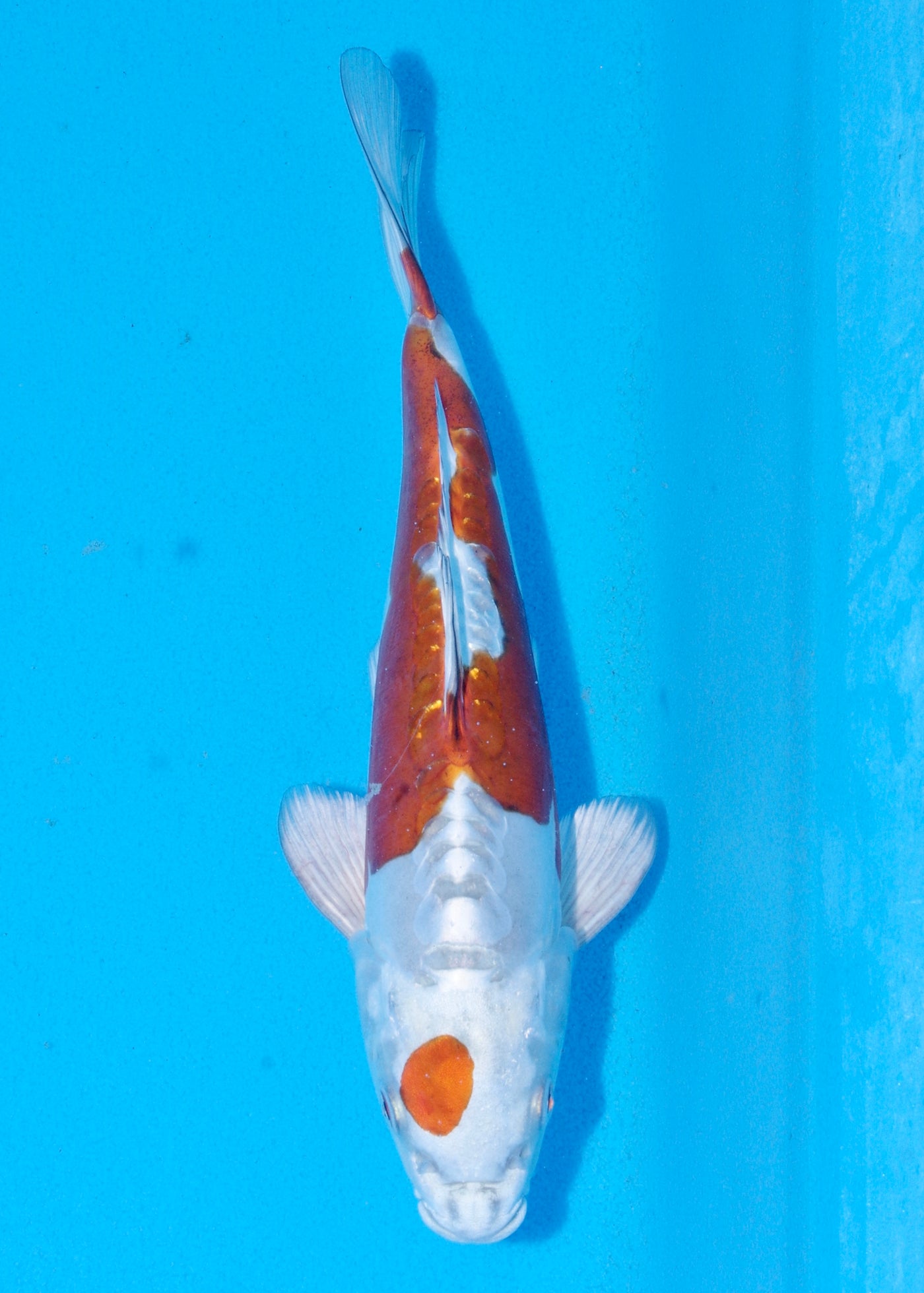 29cm Doitsu Kogane Ochiba (Byer Koi Farm) REF - SEP027