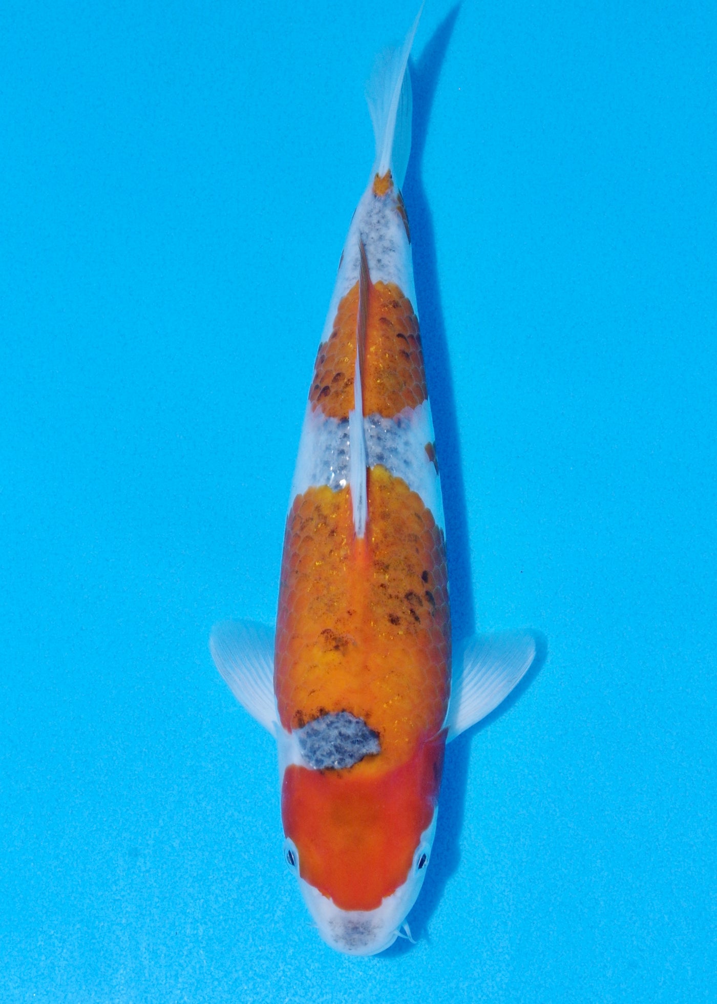 30cm Goshiki (Byer Koi Farm) REF - SEP028