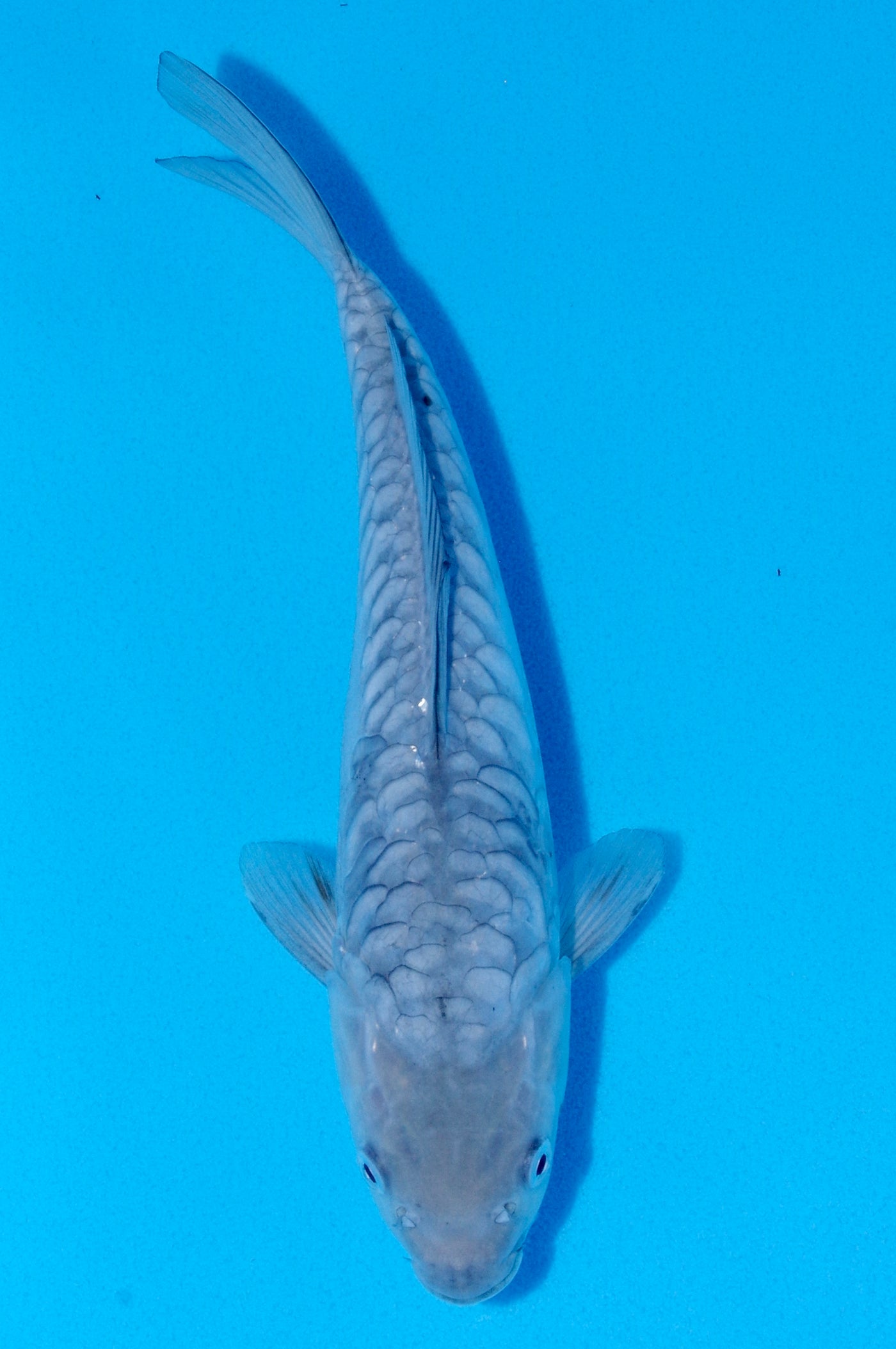 29cm Aragoke Soragoi (Byer Koi Farm) REF - SEP029