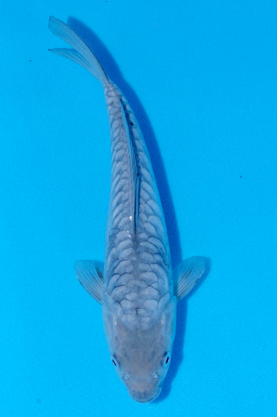 29cm Aragoke Soragoi (Byer Koi Farm) REF - SEP029