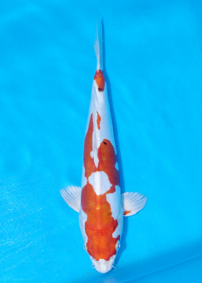 31cm Kikisui (Byer Koi Farm) REF - SEP030