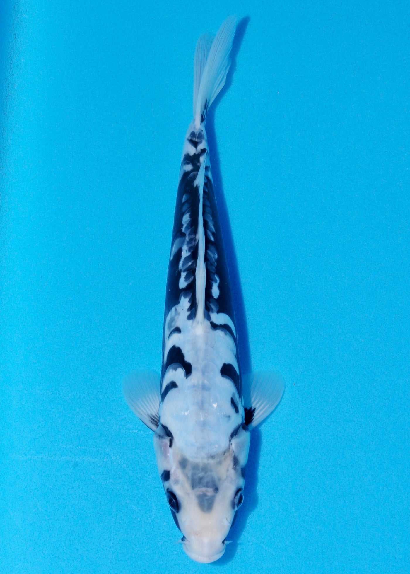 31cm Kumonryu (Byer Koi Farm) REF - SEP031