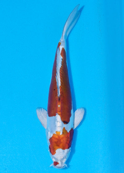 30cm Doitsu Kogane Ochiba (Byer Koi Farm) REF - SEP034