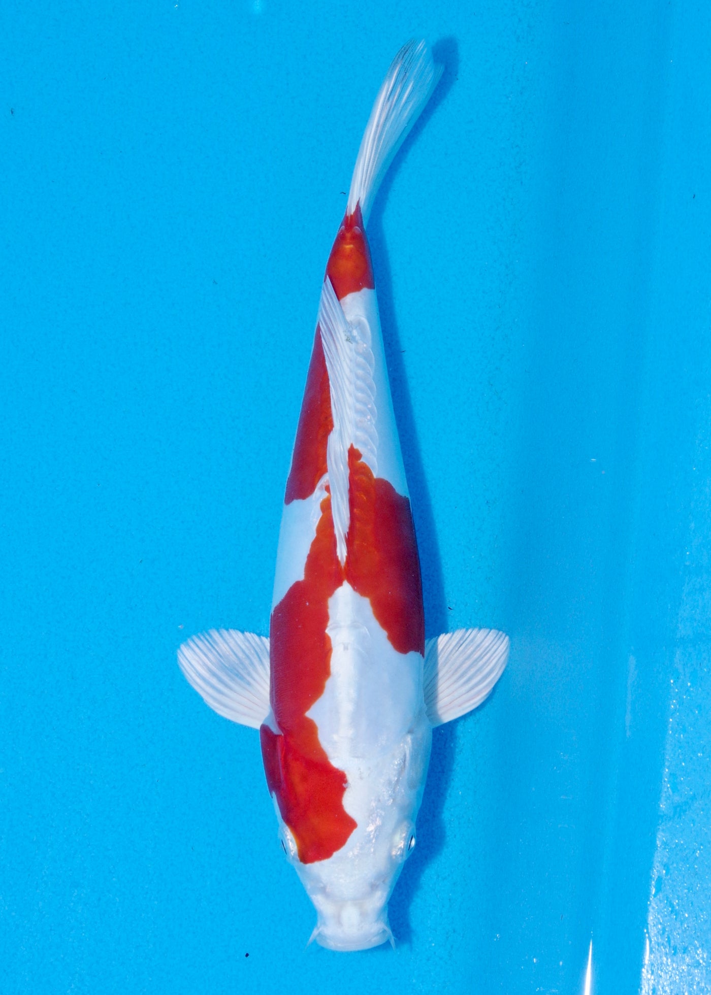 26cm Kikisui (Byer Koi Farm) REF - SEP035