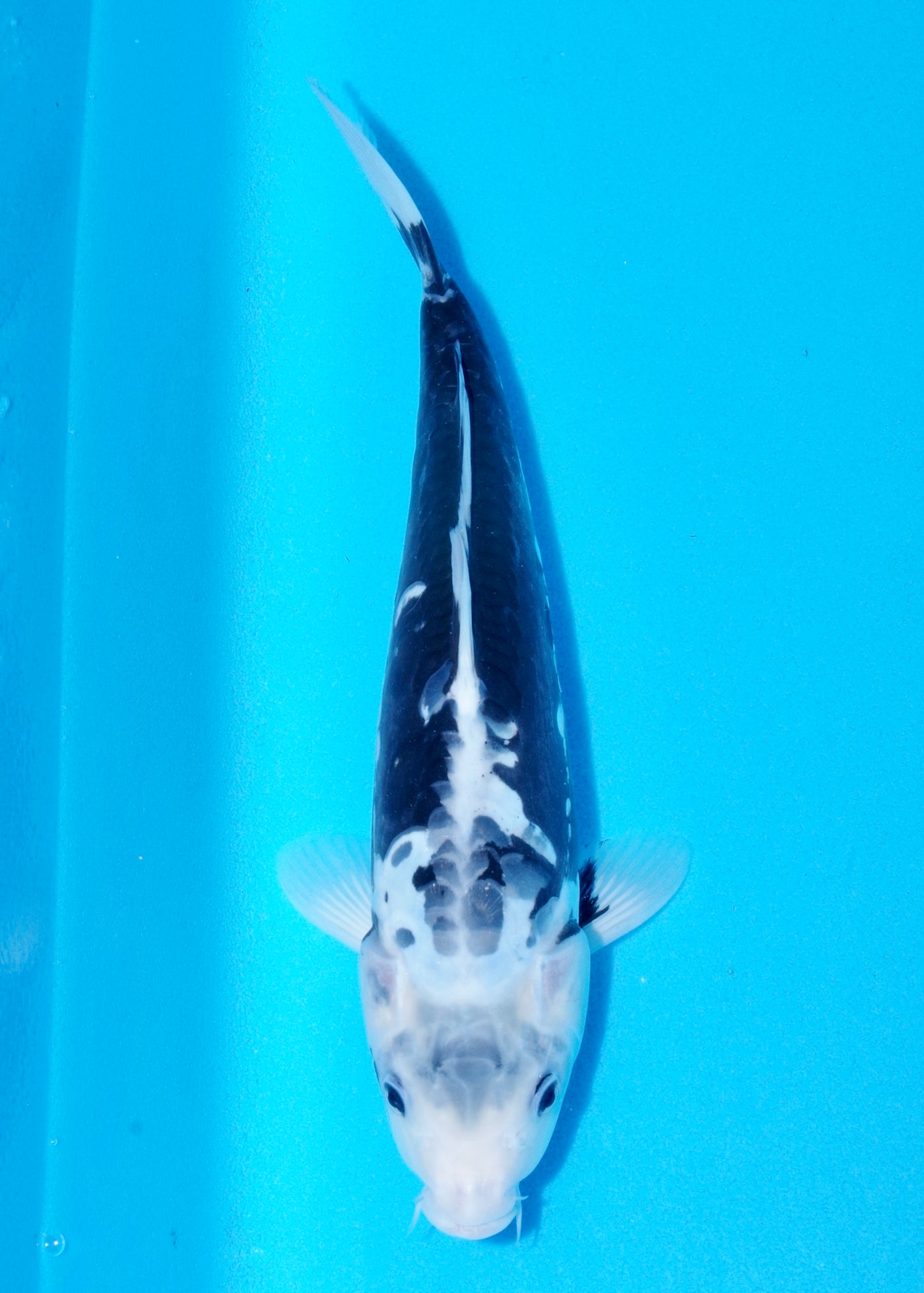 32cm Kumonryu (Byer Koi Farm) REF - SEP036