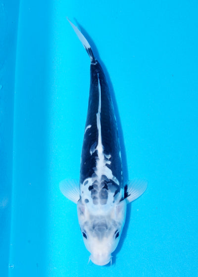 32cm Kumonryu (Byer Koi Farm) REF - SEP036