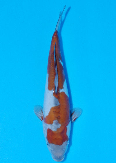 34cm Doitsu Ochiba (Byer Koi Farm) REF - SEP037