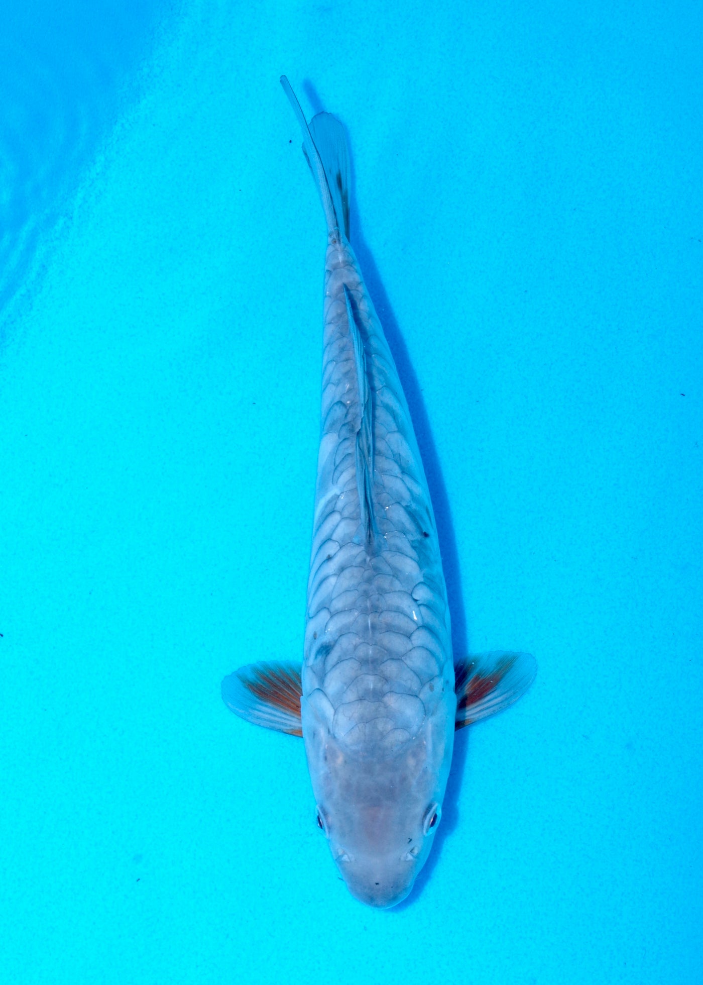 30cm Aragoke Soragoi (Byer Koi Farm) REF - SEP038