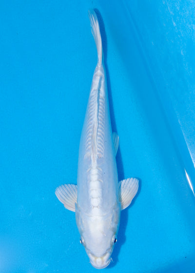 35cm Doitsu Platinum (Byer Koi Farm) REF - SEP039