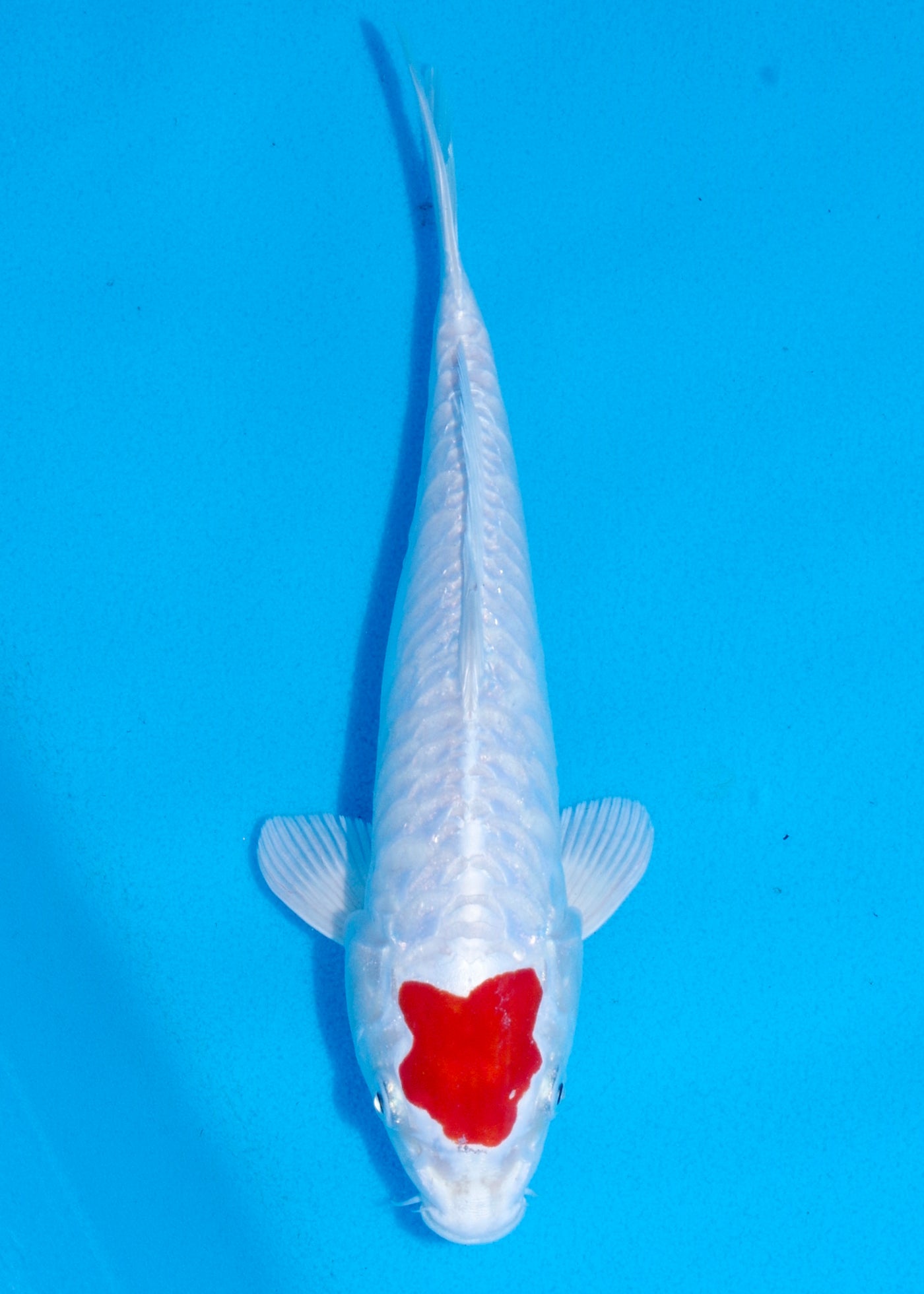 28cm Tancho Kikisui (Byer Koi Farm) REF - SEP040