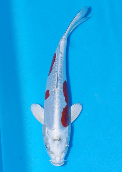 29cm Doitsu Kogane Ochiba (Byer Koi Farm) REF - SEP042