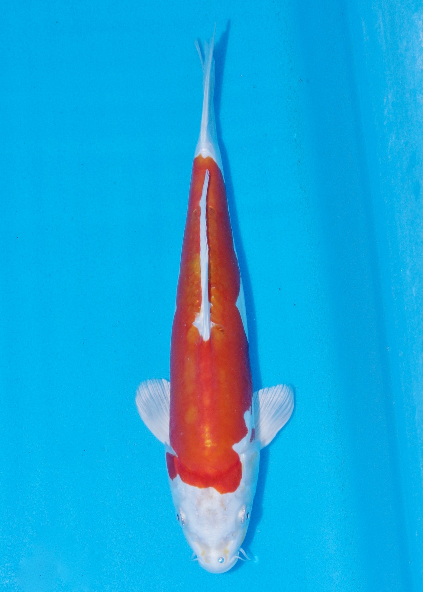 33cm Kikisui (Byer Koi Farm) REF - SEP043