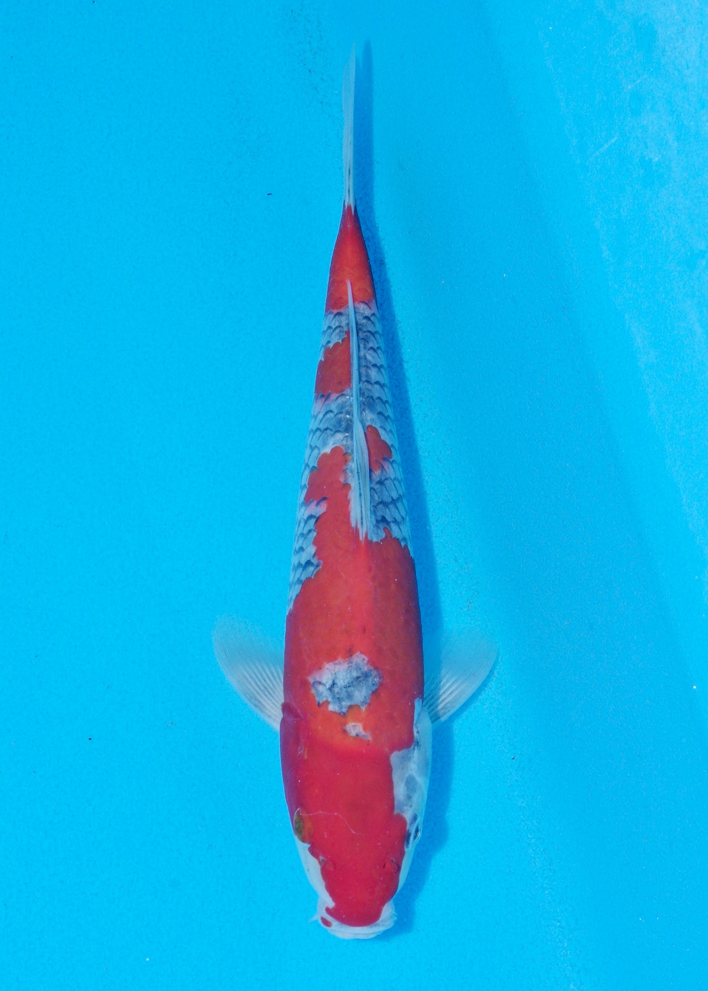 28cm Goshiki (Byer Koi Farm) REF - SEP044