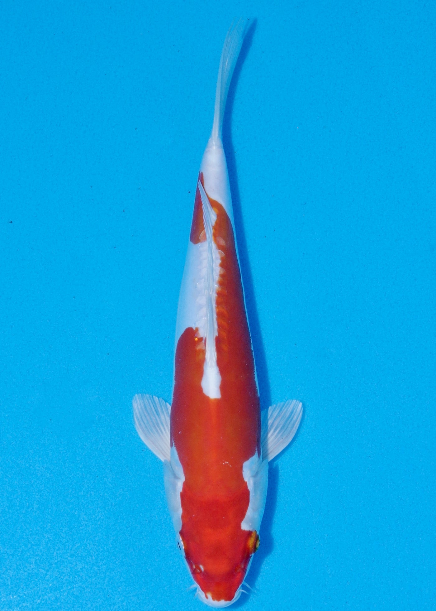31cm Kikisui (Byer Koi Farm) REF - SEP045
