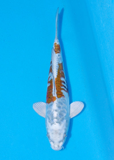 29cm Aragoke Kogane Ochiba (Byer Koi Farm) REF - SEP046