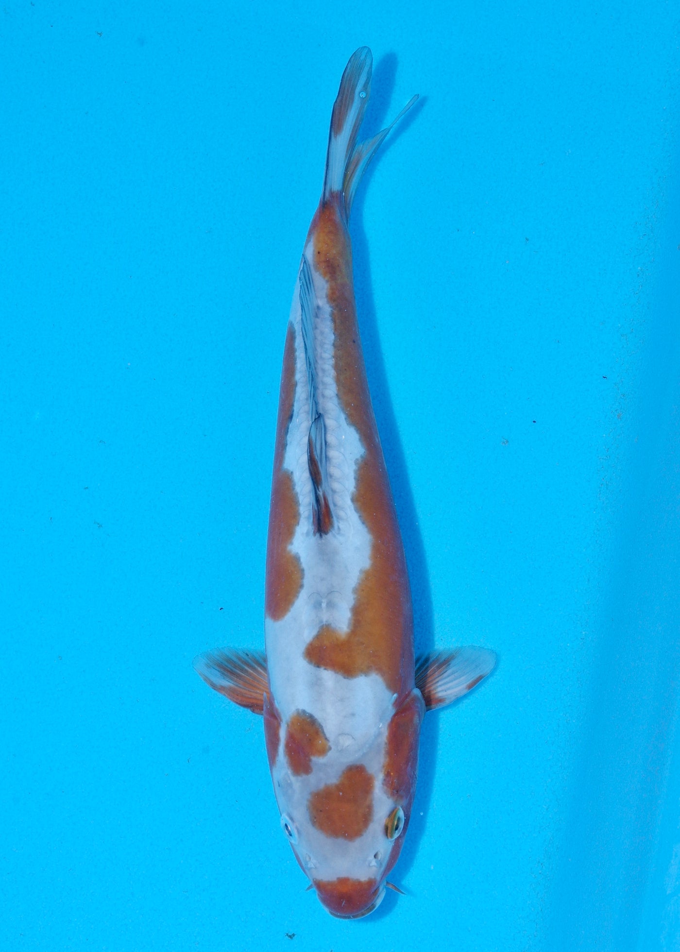 33cm Doitsu Ochiba (Byer Koi Farm) REF - SEP047