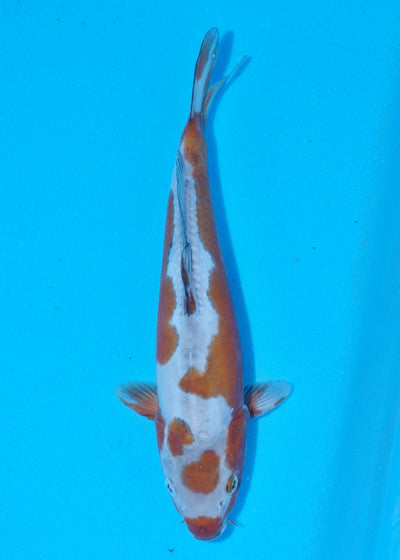 33cm Doitsu Ochiba (Byer Koi Farm) REF - SEP047