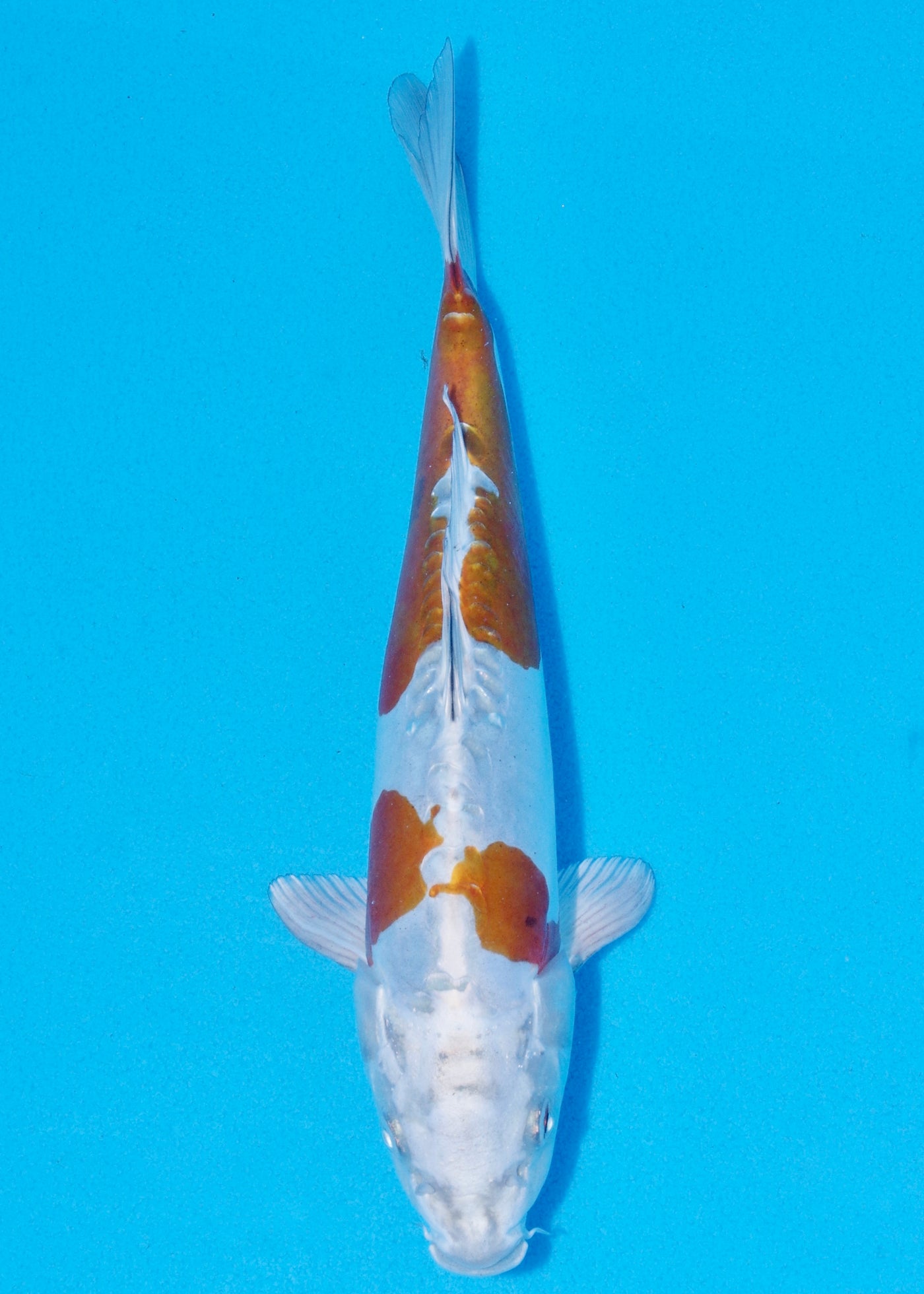 30cm Doitsu Kogane Ochiba (Byer Koi Farm) REF - SEP048