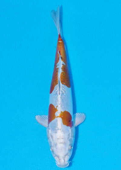 30cm Doitsu Kogane Ochiba (Byer Koi Farm) REF - SEP048
