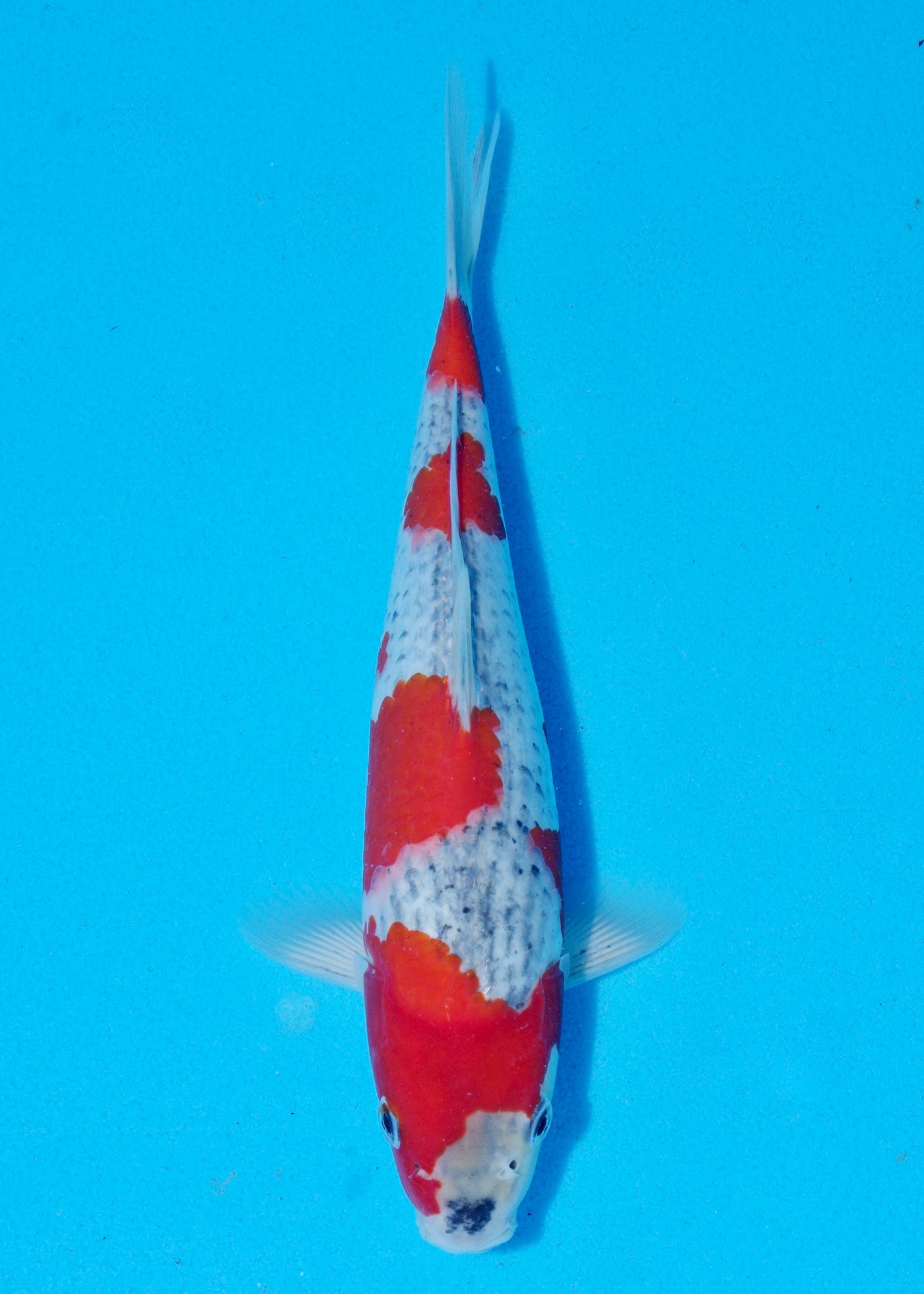25cm Goshiki (Byer Koi Farm) REF - SEP049