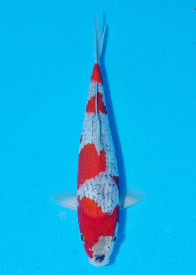 25cm Goshiki (Byer Koi Farm) REF - SEP049