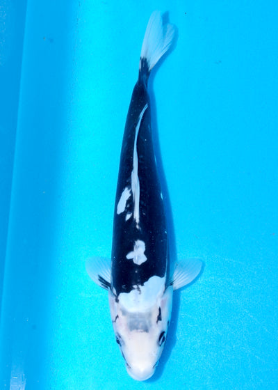 30cm Kumonryu (Byer Koi Farm) REF - SEP050