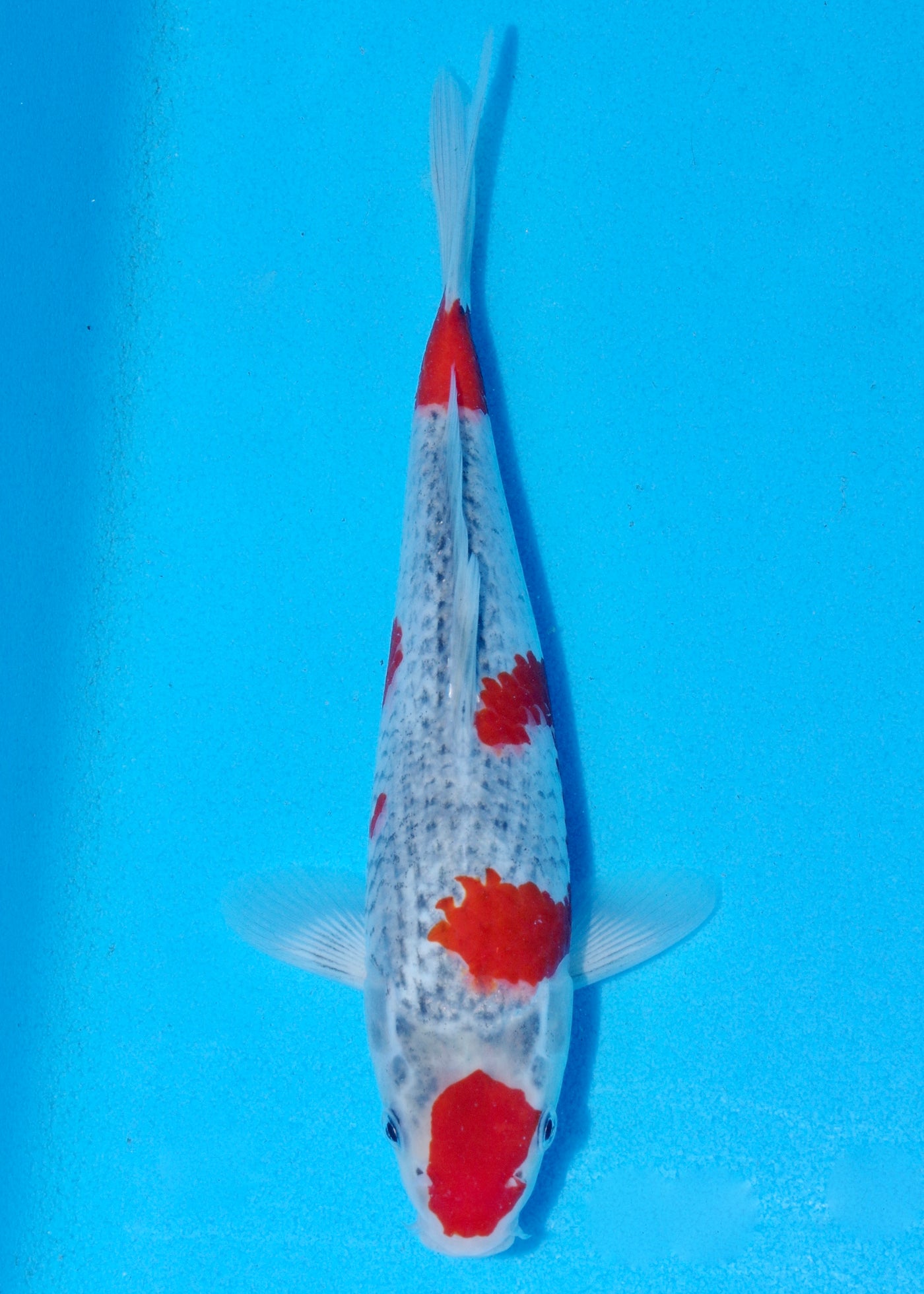 27cm Goshiki (Byer Koi Farm) REF - SEP054