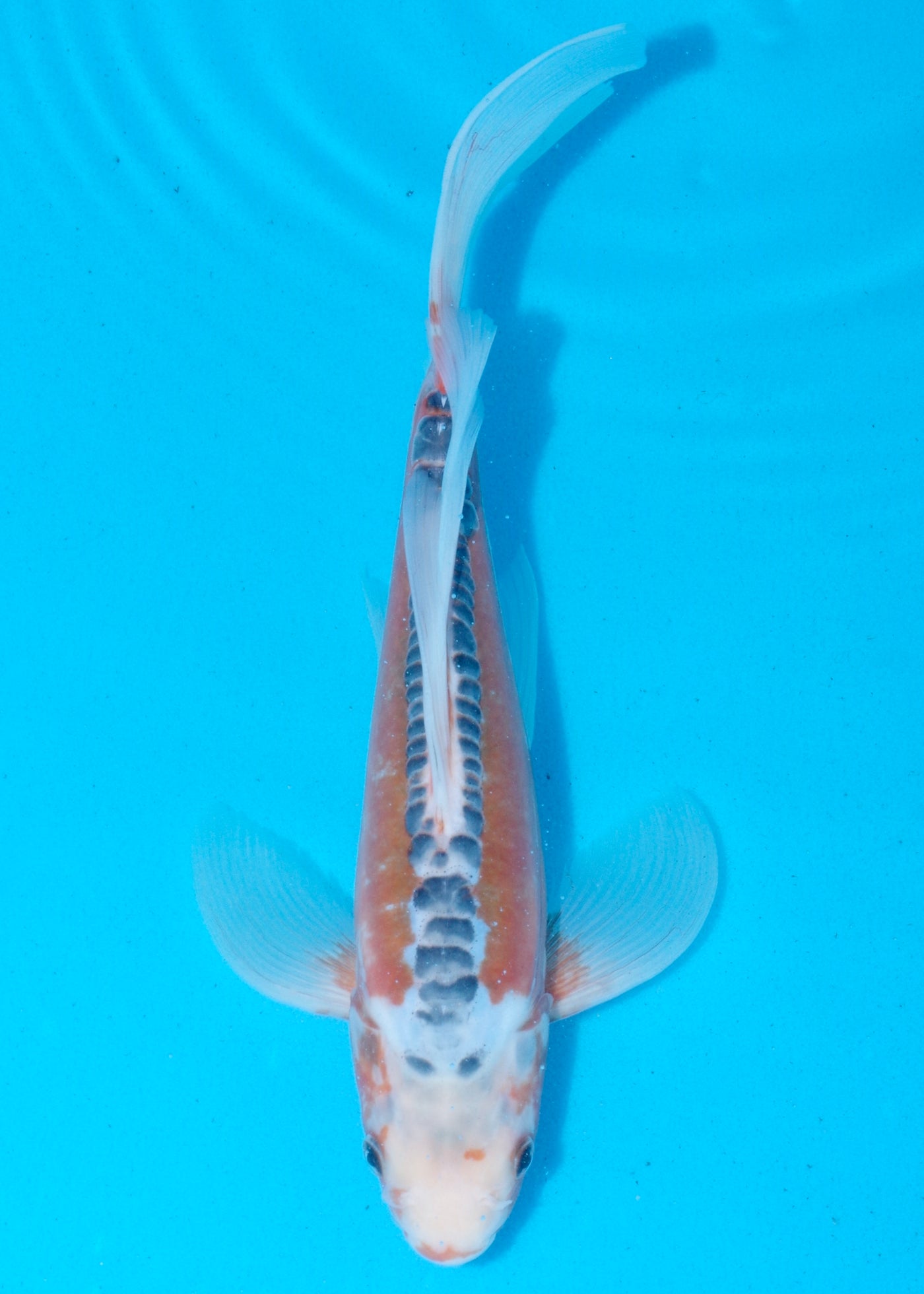 33cm Butterfly Koi, Shusui (Yamasan) REF - SEP001