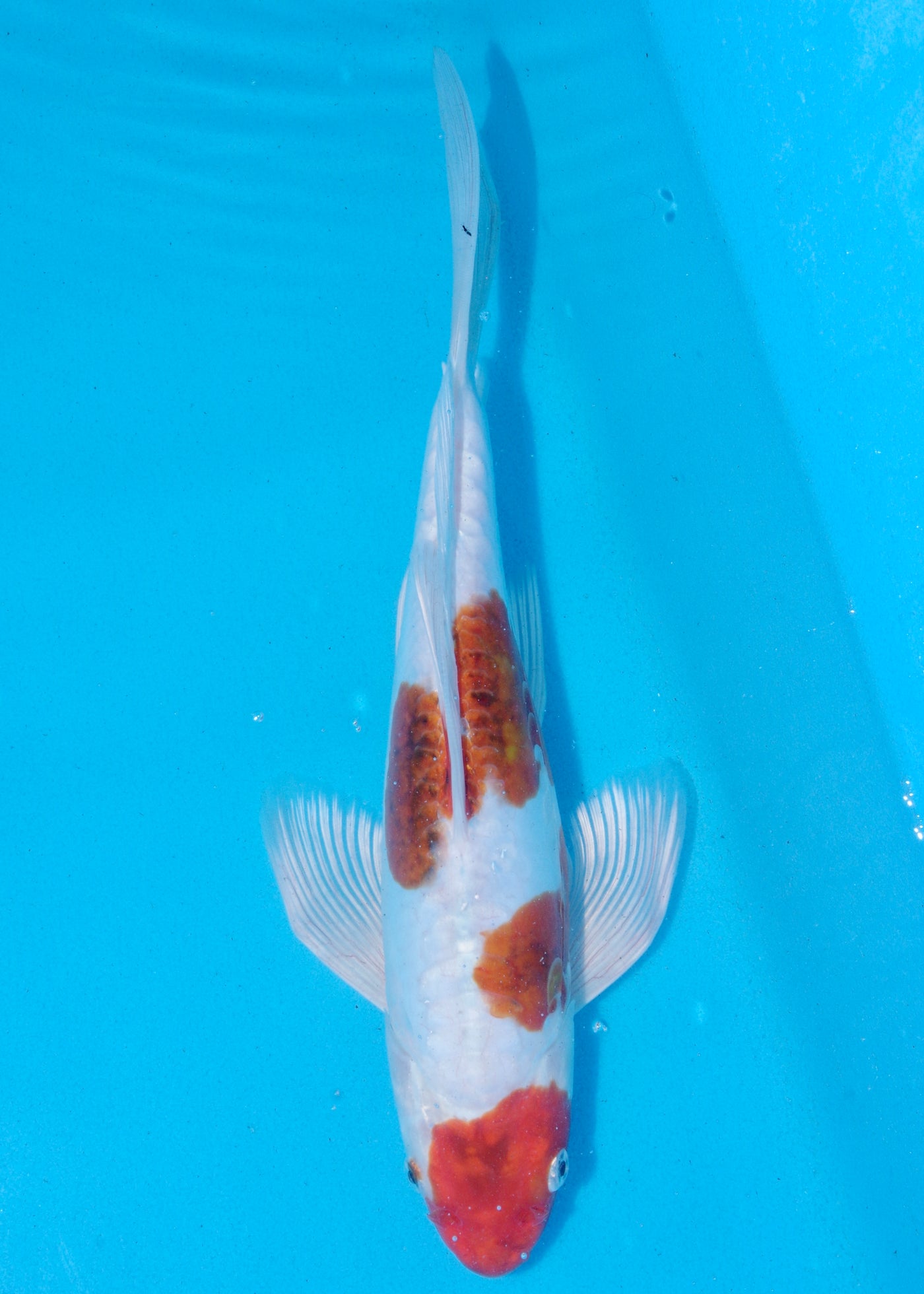 35cm Butterfly Koi, Kikisui (Yamasan) REF - SEP002