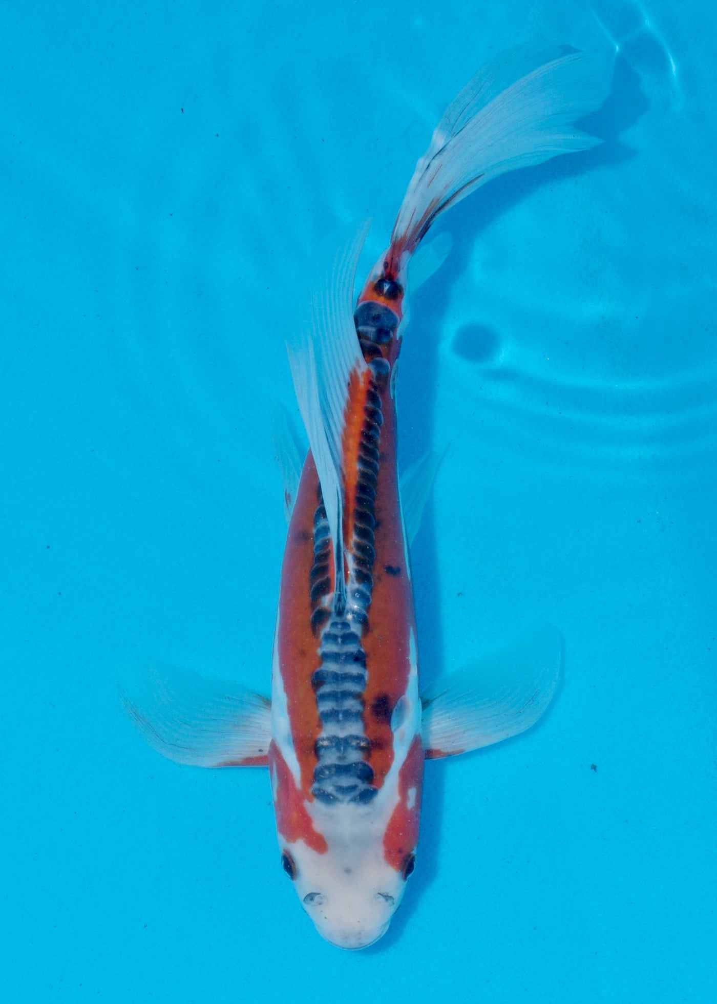 32cm Butterfly Koi, Shusui (Yamasan) REF - SEP003