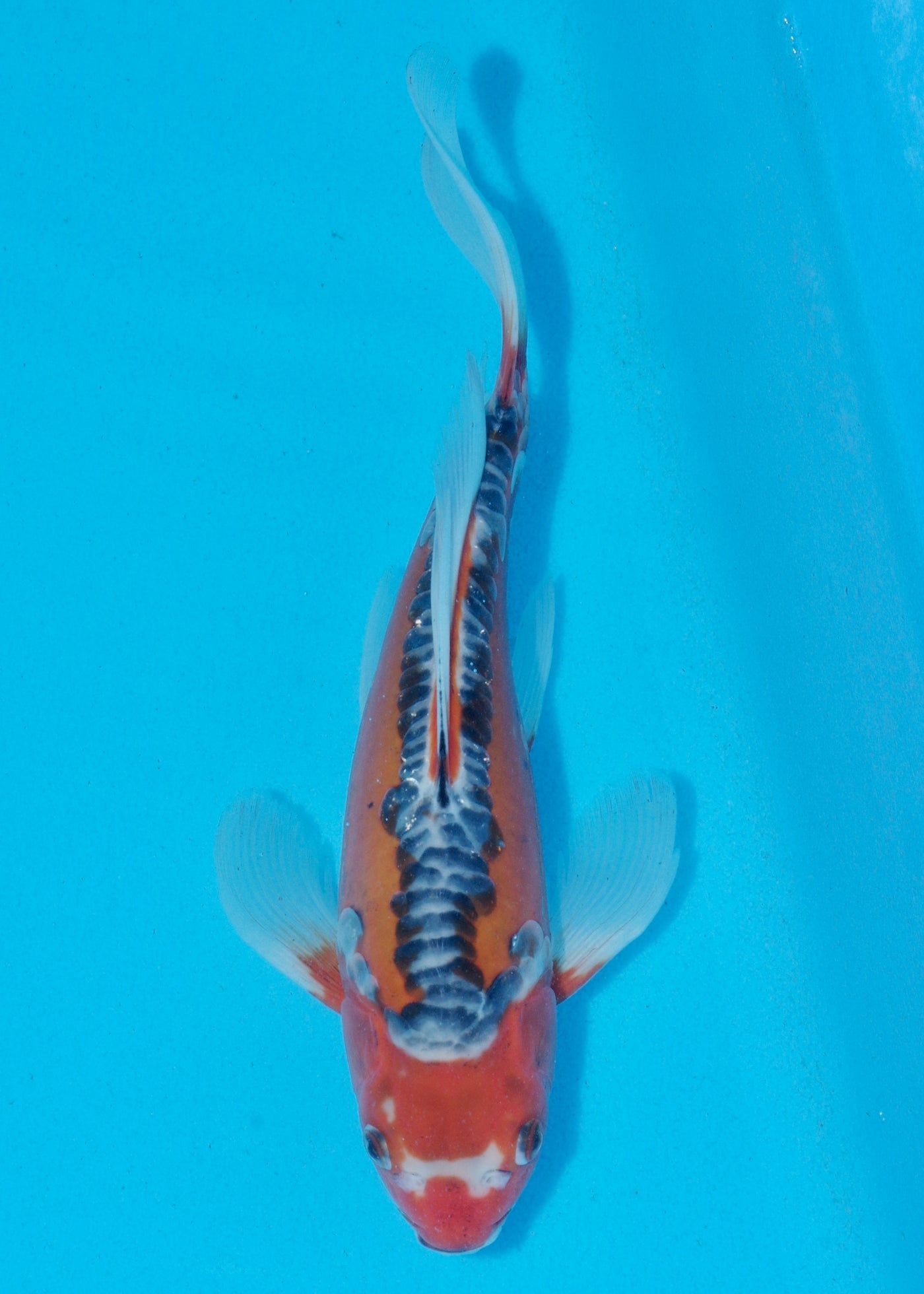27cm Butterfly Koi, Shusui (Yamasan) REF - SEP004